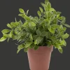 Kruidenplant in pot