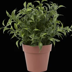 Kruidenplant in pot